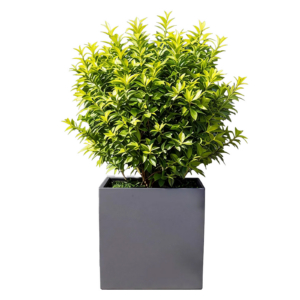 REVOX Botanic 50-1 Outdoor